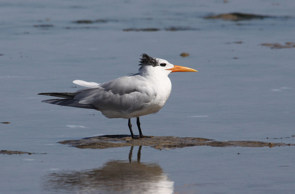 West African Crested Tern photo