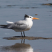 West African Crested Tern - Photo (c) Xavier Rufray, some rights reserved (CC BY-NC), uploaded by Xavier Rufray