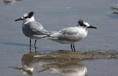 Thalasseus sandvicensis