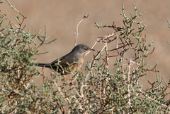 Curruca deserticola
