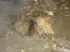 Volegalea cochlidium