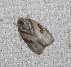 Etanna breviuscula