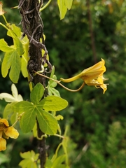 Tropaeolum ciliatum