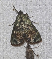 Stericta bryomima
