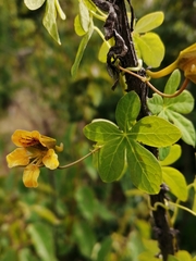 Tropaeolum ciliatum