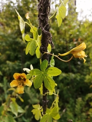 Tropaeolum ciliatum