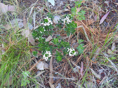 Olearia myrsinoides