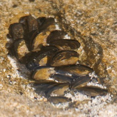 Isognomon californicum image