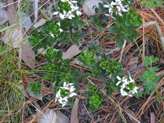 Olearia myrsinoides