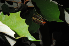Chrysochroa