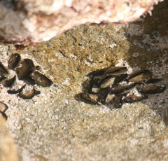 Isognomon californicus