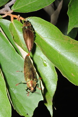 Chrysochroa