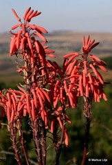 Aloe mudenensis