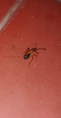 Hypselonotus interruptus