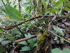 Anthurium acutangulum