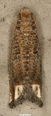Epiblema abruptana