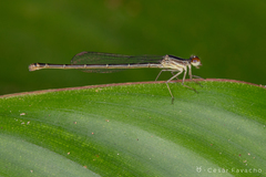 Coenagrionidae