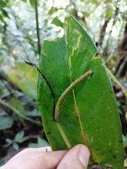 Anthurium acutangulum