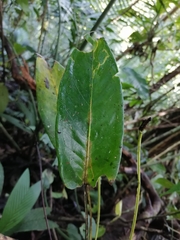 Anthurium acutangulum