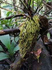 Anthurium acutangulum