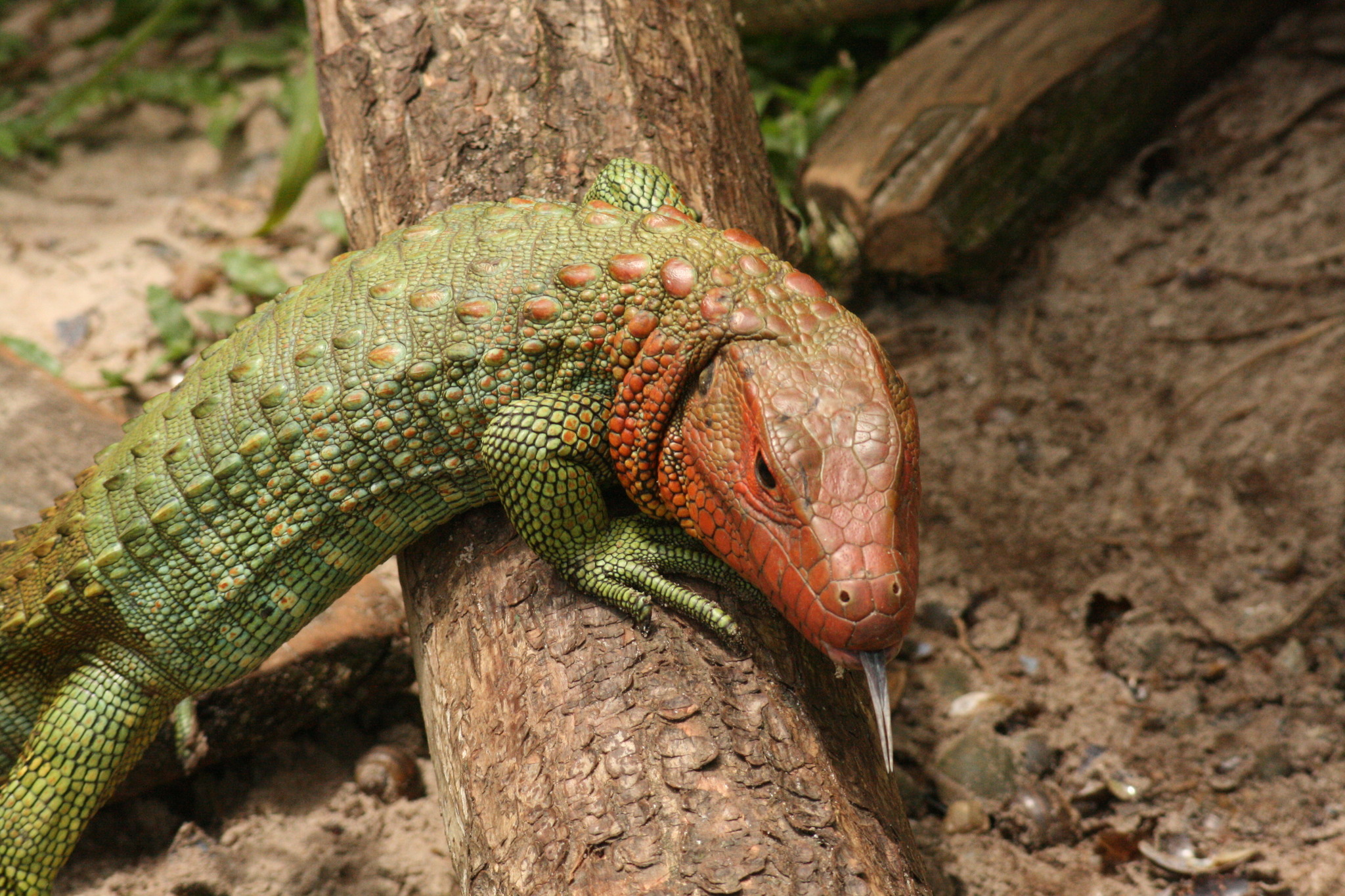 Photos of Northern Caiman Lizard (Dracaena guianensis)  iNaturalist