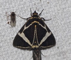Fodina ostorius