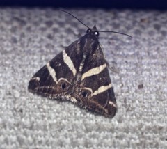 Grammodes pulcherrima
