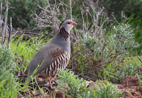 Barbary Partridge, Guelmim, Morocco, photo 8 of 10