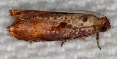 Episimus tyrius