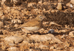 Ammomanes cinctura