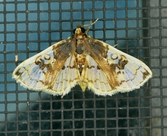 Compacta hirtalis