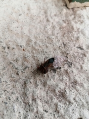 Hypselonotus interruptus