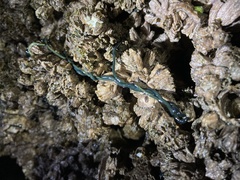 Emplectonema gracile