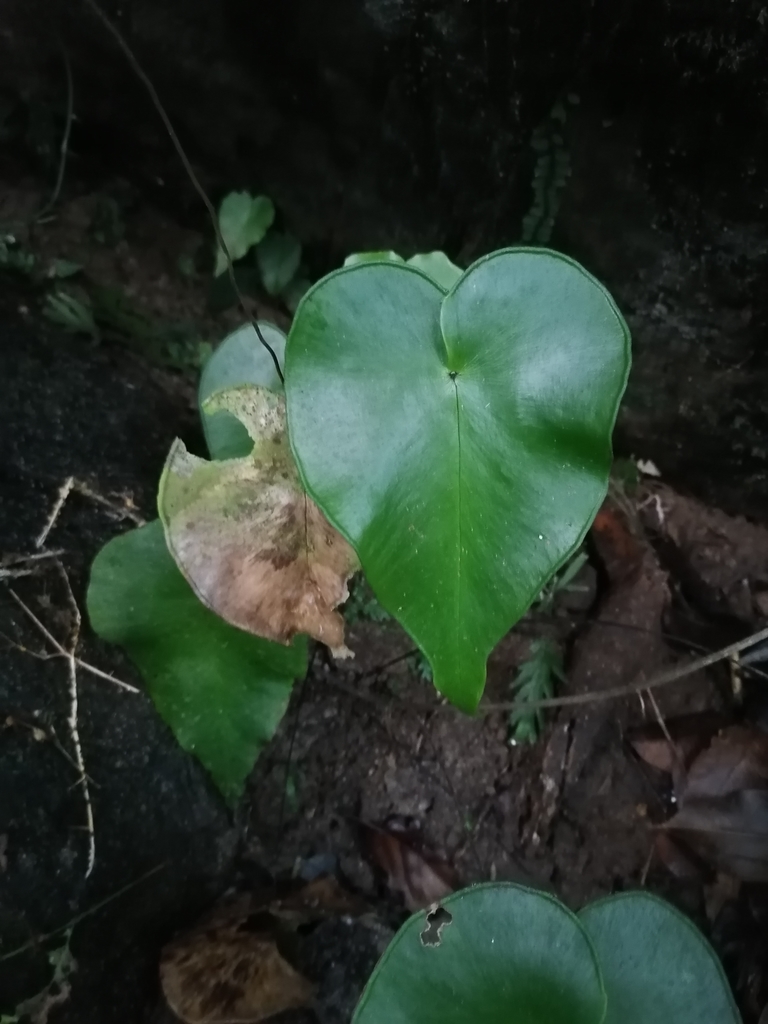 Adiantum cordatum