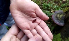 Cucujus cinnaberinus