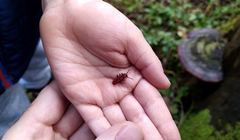 Cucujus cinnaberinus