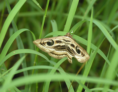 Spirama helicina