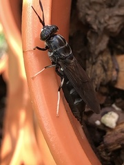 Hermetia sexmaculata