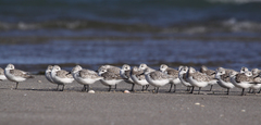 Calidris alba