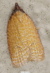 Sparganothis distincta