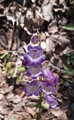 Penstemon campanulatus