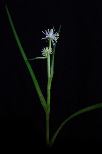 Sparganium natans iNat (1)