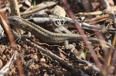 Ophisops elegans ehrenbergii
