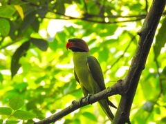 Psittacula longicauda