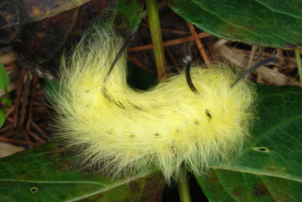 Spotted Apatelodes Moth