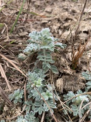 Dalea obovata