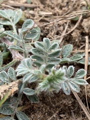 Dalea obovata