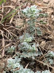 Dalea obovata