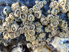 Chthamalus dentatus