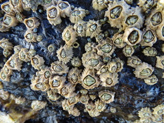 Chthamalus dentatus